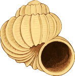 Sea shell 38